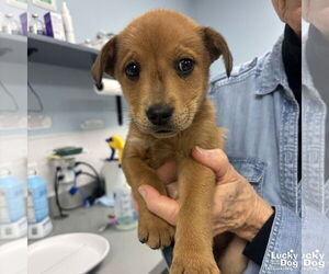 Labrador Retriever-Unknown Mix Dogs for adoption in Washington, DC, USA