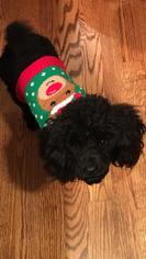 Poodle (Toy) Dogs for adoption in Rustburg, VA, USA