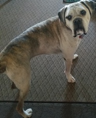 Boxer Dogs for adoption in Sistersville, WV, USA