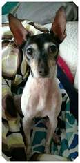 Italian Greyhound Dogs for adoption in Akron, OH, USA