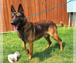 German Shepherd Dog-Unknown Mix Dogs for adoption in Wetumpka, AL, USA