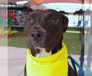 American Staffordshire Terrier Dogs for adoption in San Antonio, TX, USA