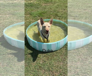 Carolina Dog-German Shepherd Dog Mix Dogs for adoption in Farmerville, LA, USA