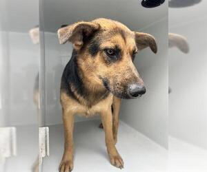 German Shepherd Dog-Unknown Mix Dogs for adoption in Houston, TX, USA