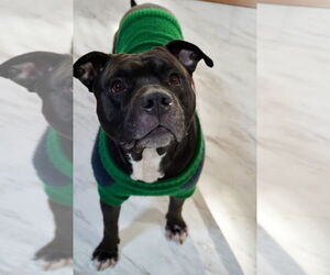 American Staffordshire Terrier Dogs for adoption in Cromwell, KY, USA