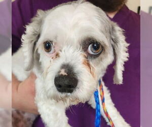 Shih Tzu-Spaniel Mix Dogs for adoption in Fairfax, VA, USA