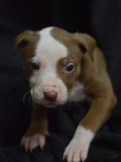 Medium Photo #1 American Pit Bull Terrier Puppy For Sale in Bronx, NY, USA
