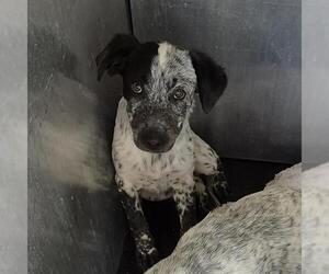 Australian Shepherd-Unknown Mix Dogs for adoption in San Antonio, TX, USA