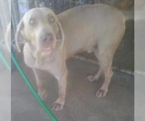 Weimaraner Dogs for adoption in Bonifay, MO, USA