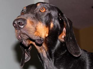 Black and Tan Coonhound Dogs for adoption in Little Rock, AR, USA