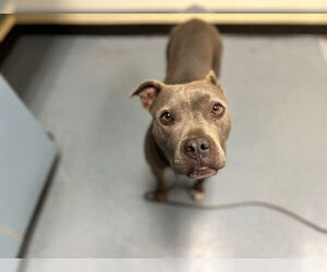 American Pit Bull Terrier Dogs for adoption in Denver, CO, USA