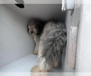 Bernedoodle Dogs for adoption in Houston, TX, USA