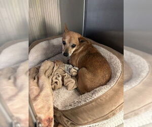 Chihuahua Dogs for adoption in Rancho Cucamonga, CA, USA