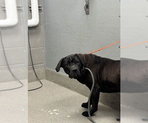 Mastiff-Unknown Mix Dogs for adoption in Las Vegas, NV, USA