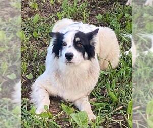 Border-Aussie Dogs for adoption in Columbus, IN, USA