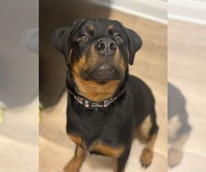 Rottweiler Dogs for adoption in Mooresville, NC, USA
