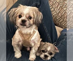 Mal-Shi Dogs for adoption in Minneapolis, MN, USA