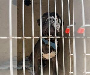 American Pit Bull Terrier-Unknown Mix Dogs for adoption in Oklahoma City, OK, USA