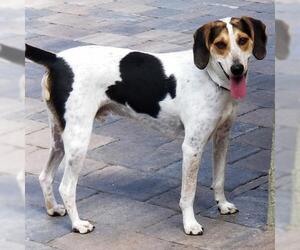 American Foxhound-Treeing Walker Coonhound Mix Dogs for adoption in Orlando, FL, USA