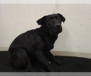 Labrador Retriever-Unknown Mix Dogs for adoption in HESPERIA, CA, USA