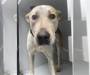 Catahoula Leopard Dog Dogs for adoption in Houston, TX, USA