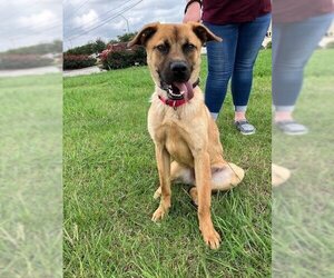 Boxador Dogs for adoption in Baytown, TX, USA