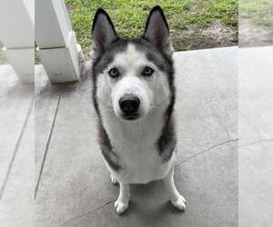 Siberian Husky Dogs for adoption in Palmetto, FL, USA