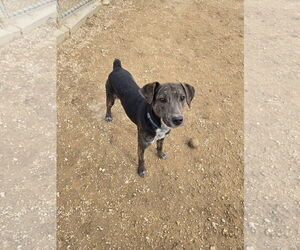 Mutt Dogs for adoption in Maquoketa, IA, USA