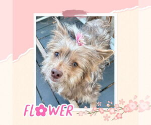 Cairn Terrier-Unknown Mix Dogs for adoption in Littleton, CO, USA