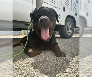 Rottweiler Dogs for adoption in Bakersfield, CA, USA