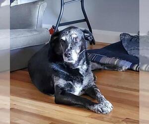Mastador Dogs for adoption in Rockville, MD, USA