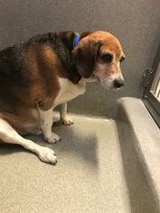 Beagle Dogs for adoption in Rancho Cucamonga, CA, USA