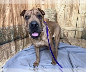 Chinese Shar-Pei Dogs for adoption in Henderson, NV, USA