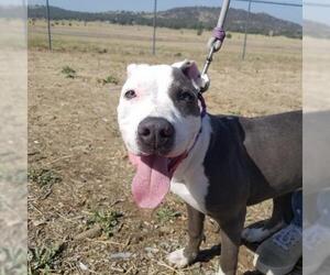 American Staffordshire Terrier Dogs for adoption in Yreka, CA, USA