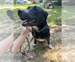 Mutt Dogs for adoption in Corinth, MS, USA