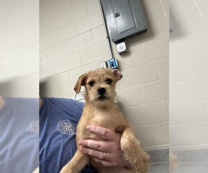 Miniature Schnauzer-Unknown Mix Dogs for adoption in Pasadena, TX, USA