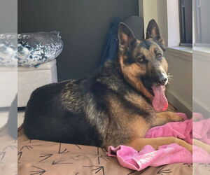 German Shepherd Dog Dogs for adoption in danville, CA, USA