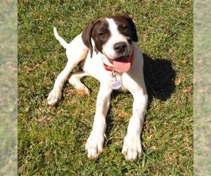 Pointer Dogs for adoption in Opelika, AL, USA