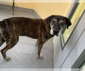 Mutt Dogs for adoption in Low Moor, VA, USA