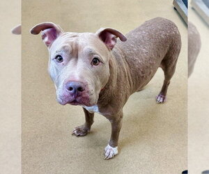 American Pit Bull Terrier Dogs for adoption in Derwood, MD, USA