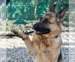 German Shepherd Dog Dogs for adoption in Riverwoods, IL, USA