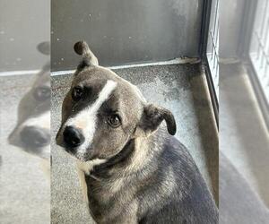 American Pit Bull Terrier Dogs for adoption in Downey, CA, USA