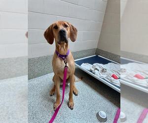 Great Dane-Unknown Mix Dogs for adoption in Boston, MA, USA