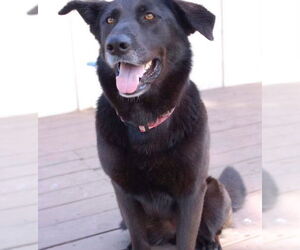 German Shepherd Dog-Unknown Mix Dogs for adoption in San Antonio, TX, USA