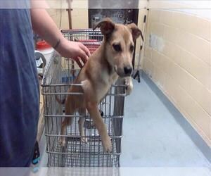 Mutt Dogs for adoption in Tulsa, OK, USA