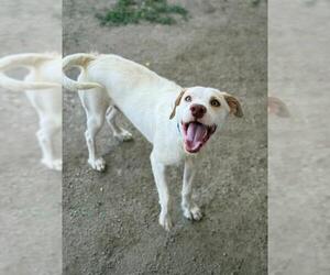 Mutt Dogs for adoption in Riverside, CA, USA