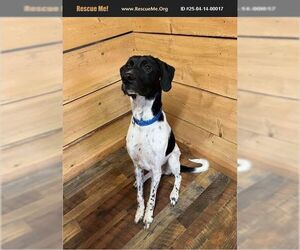 Bluetick Coonhound-Great Dane Mix Dogs for adoption in Benton, PA, USA