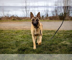 German Shepherd Dog-Unknown Mix Dogs for adoption in Seattle, WA, USA