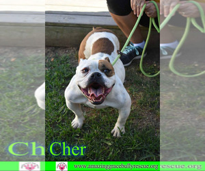 Olde Bulldog Dogs for adoption in Pensacola, FL, USA
