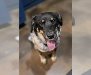 Mutt Dogs for adoption in Tempe , AZ, USA